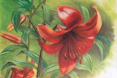 Lilium by Margo Starkey